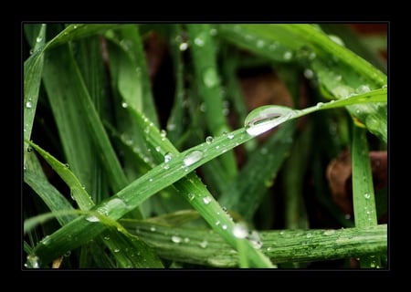 grass - morning, grass, nature, green