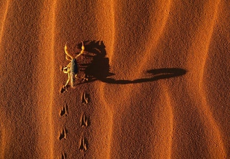 Footprints in the Sand - tracks, nature, desert, scorpion, sting, claws, sand