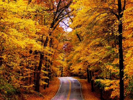 Autumn - autumn colors, splendor, grass, forest, leaves, path, view, sky, way, woods, carpet, trees, beautiful, road, beauty, colors, carpet of leaves, nature, autumn, autumn leaves, peaceful