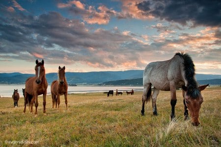 Curios Horses - clouds, sunset, horses, photography, mountain, sky, bulgaria, animals