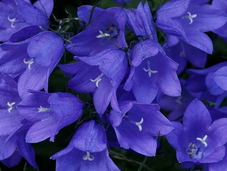 Blue Bells - popular, bells, wallpaper, blue bellflowers, violet, nature, bellflowers, purple, blue, beautiful, flowers, flower