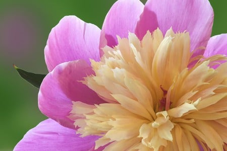 Peony Petals - peony, flower, petals, nature