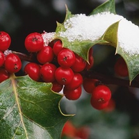 Holly Berries