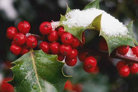 Holly Berries - berries, winter, red, snow, holly, christmas time, leaves