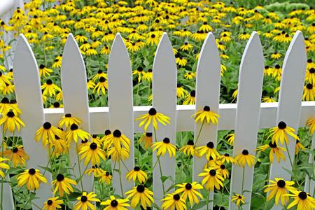 Vibrant Garden - countryside, vibrant, garden, yellow flowers