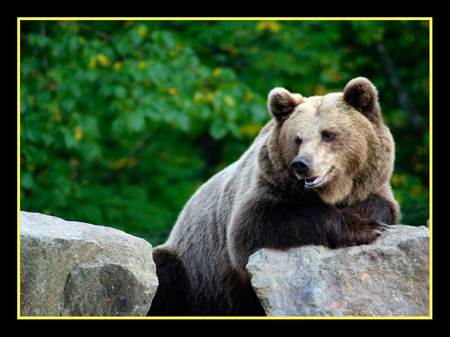 The Bear - bear, brown, alone, art photo, nice, stones