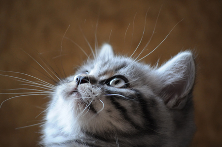 guck - guck - nice, closeup, grey, art photo, small, kitten