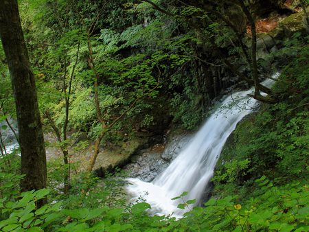 Waterfall in the Rainforest - lush, trees, water, shrubs, forest, leaves, cascade, pool, green, plants, rocks