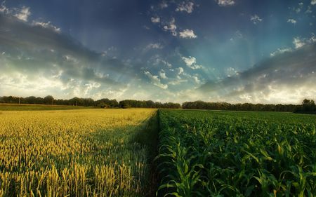 Field of Wheat and Corn - sunbeams, fields, sky, wheat, nature, beautiful, clouds, corn, blue, agricultiral