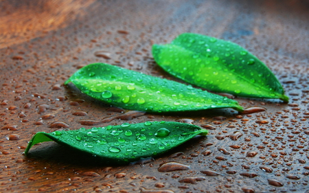 Drops - nature, colurs, green, photography, drops, nice, cool, leaves