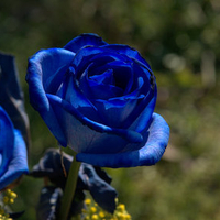 Two Blue Roses