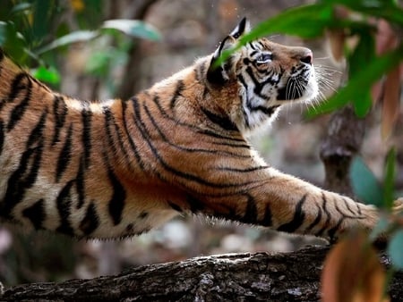 ROYAL STEP - step, majestic, royal tiger, tiger, wild, cat, woods