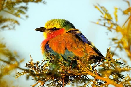 Autumn attire - red, bird, branch gold leaves, orange, yellow, colors, green