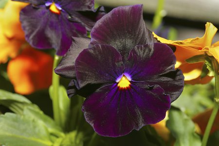 Royal Velvet Pansy - velvet, garden, flower, pansy, spring, royal