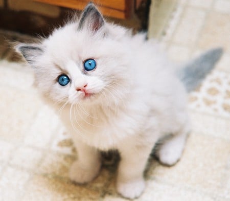 Pretty Blues - blue, eyes, floor, hungrywonder, big, puzzled, kitten, cute, round, kitchen