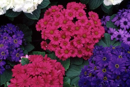 Red And Blue - hydrangeas, beautiful, flowers, bouquet, cinerarias