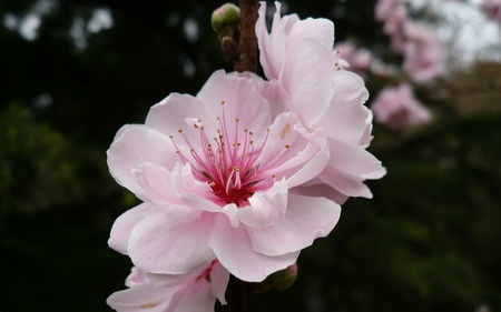 Cherry Flower - springtime, flower, pink, cherry