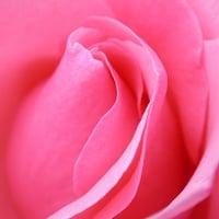 Pink Rose