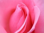 Pink Rose