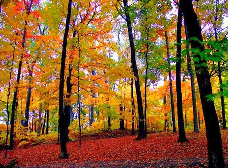 Colors of Autumn - beautiful, trees, colors of autumn, picture