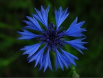 Cornflower