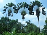 Jungle Palm Trees