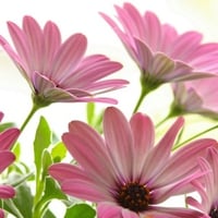 Pink Daisies