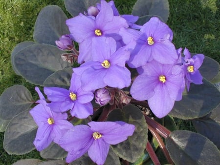 The African Violet - violet, african violet, flower, blue