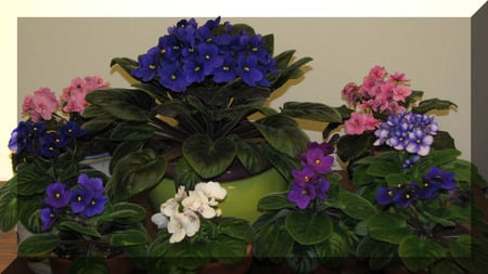 Optimara Violets - flowers, violets, plants, african violets