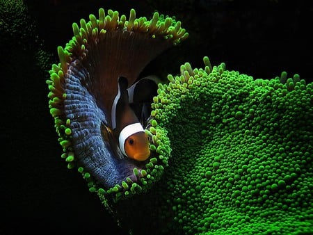 Clown Fish - fish, picture, clown, beautiful