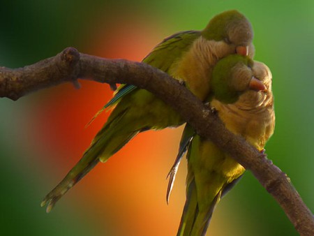 Love Parrots - beautiful, parrots, love, picture