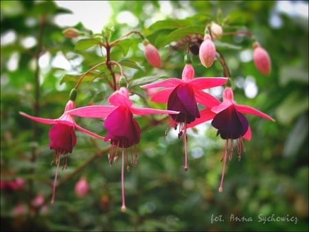 Fuchsia Flowers - picture, fuchsia, flowers, beautiful