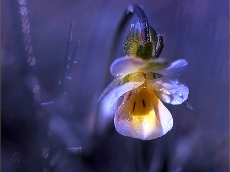 Wet Flower - wet, flower, picture, beautiful