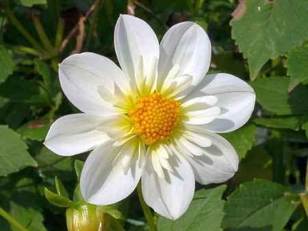 White Flower - beautiful, white, flower, picture