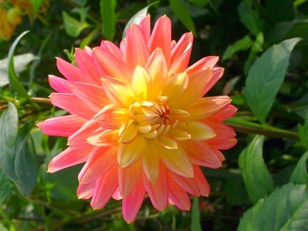 Pink and Yellow - beautiful, flower, picture, pink and yellow