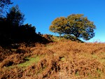 Autumn tree