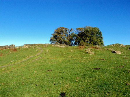 Lonely Tree - autumn, field, blue sky, trees