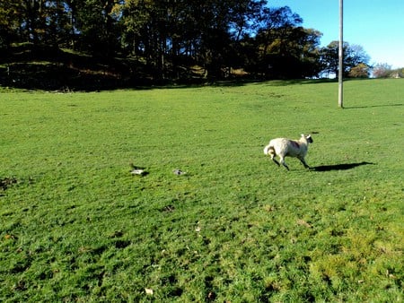 silly sheep - blue sky, field, trees, sheep