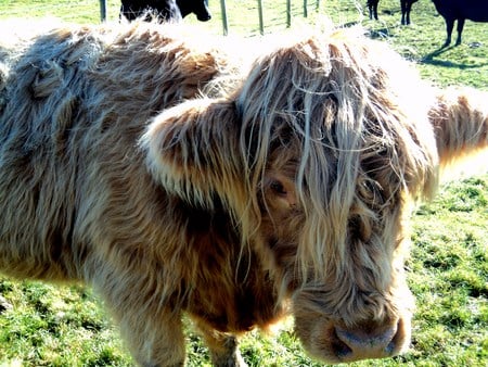 Highland Cow - hairy, field, cow, highland cow