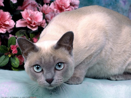 LOOK AT THOSE EYES - flowers, blue, beautiful, stare, eyes, cat