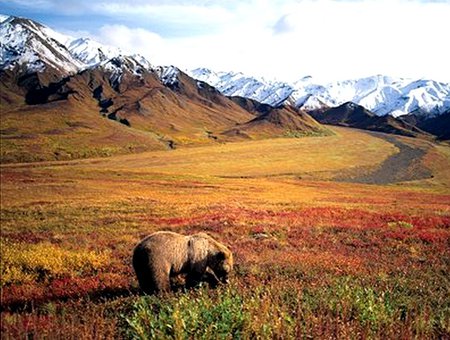 Grizzly - bear, field, mountains, sky