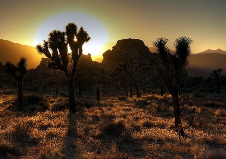 Joshua Tree Sunset - joshua tree, sky, desert, sunset