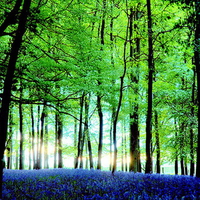 Blue bells green trees