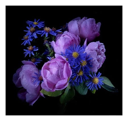 Blooms - painting, peonies, purple, dark, mauve color, blue and yellow daisies, flowers, black background