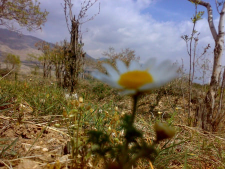 blue sky - park, sky, land, flower