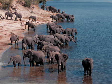 Refreshment - elephants, water, africa, lake, drinking