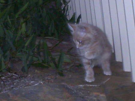 Wild Kitten - cat, beautiful, cute, kitten, flower