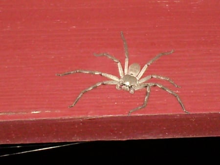 Spider Having Fun - spider, spider web, red, wood