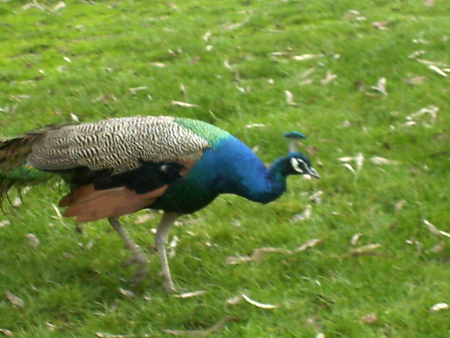 Rainbow Peacock - bird, grass, rainbow, beautiful