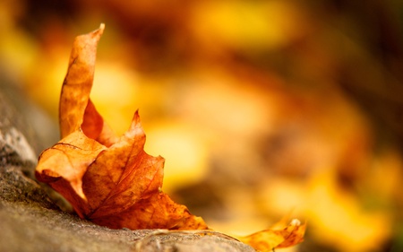 Leaf - leaf, photography, nature, abstract, autumn